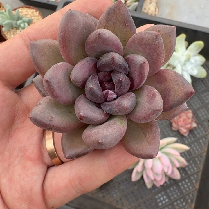 黑钻 单头 一物一拍