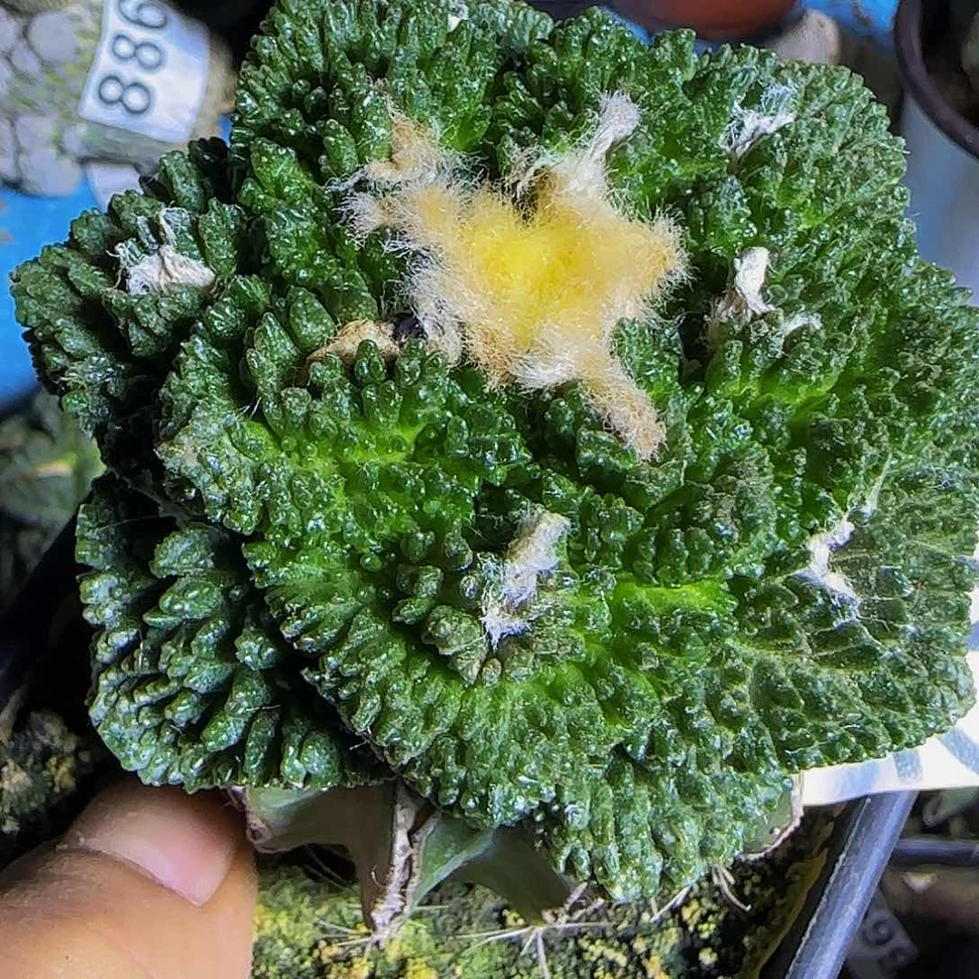 哥斯拉922仙人球开花
