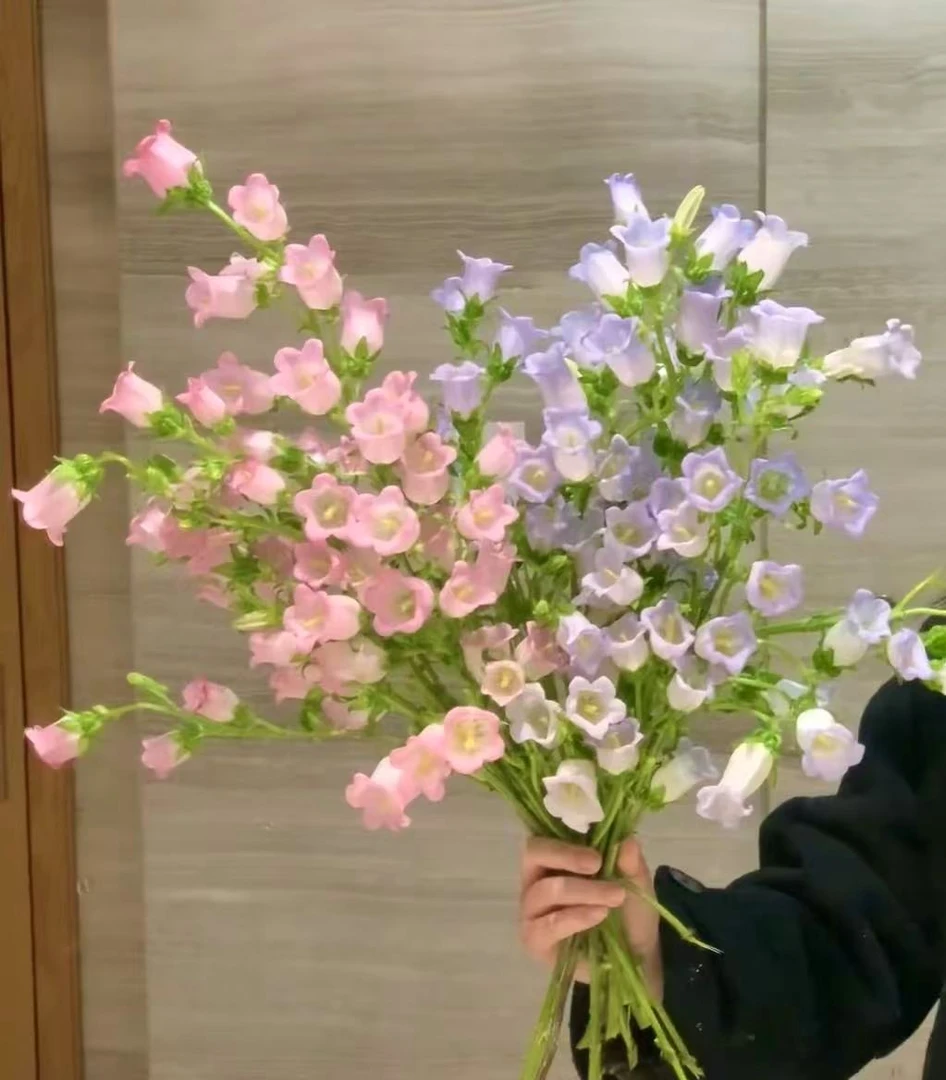 鲜花【风铃】同地址两单以上顺丰/德邦空运+送10包保鲜剂