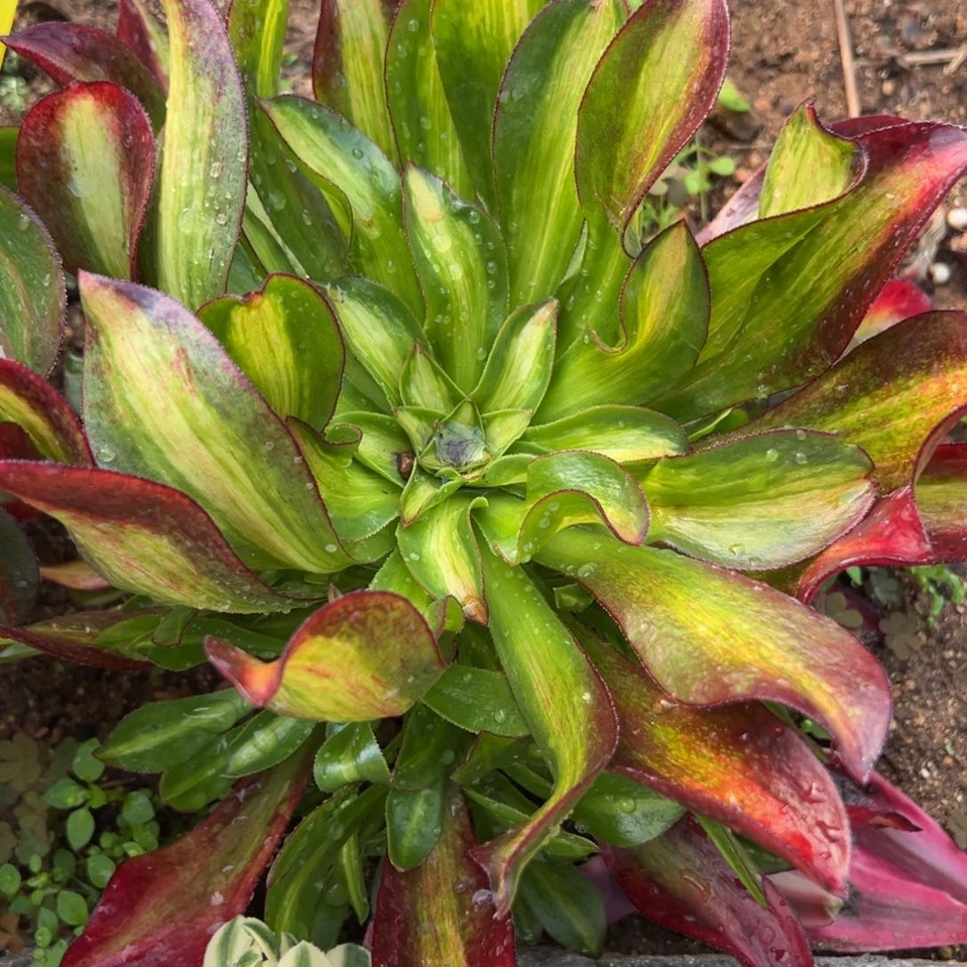 5魅影七彩多肉植物山东