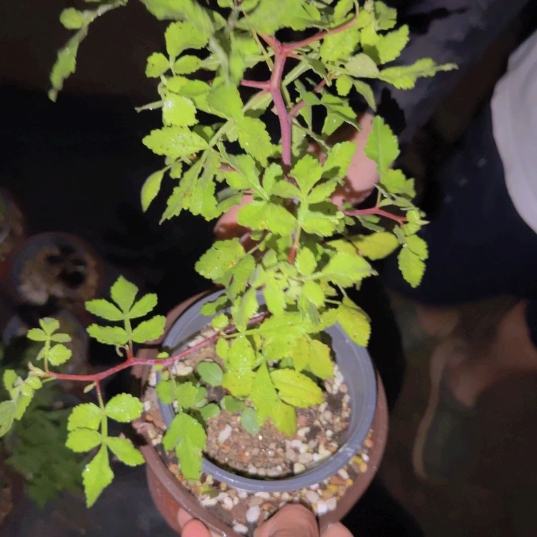 王***贵块根植物块根植物