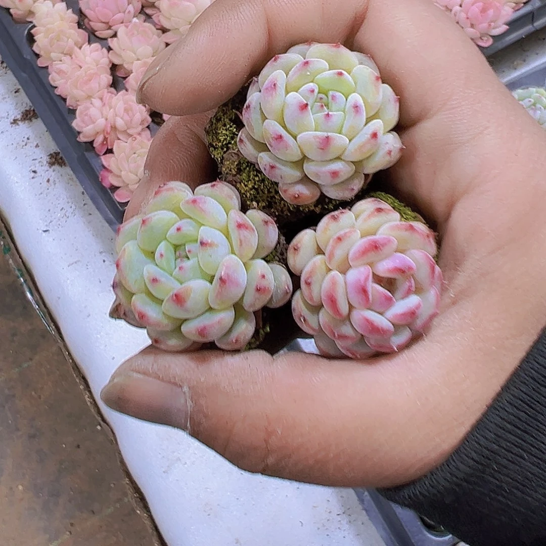 白胖子苗5个19包邮