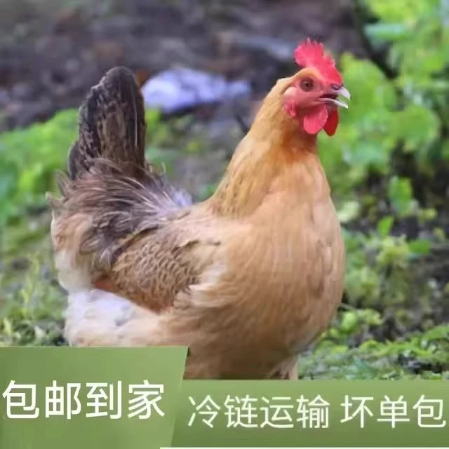 【拍一发三只】黑脚母鸡整只【不带内脏】母鸡散养急速锁鲜发货Z