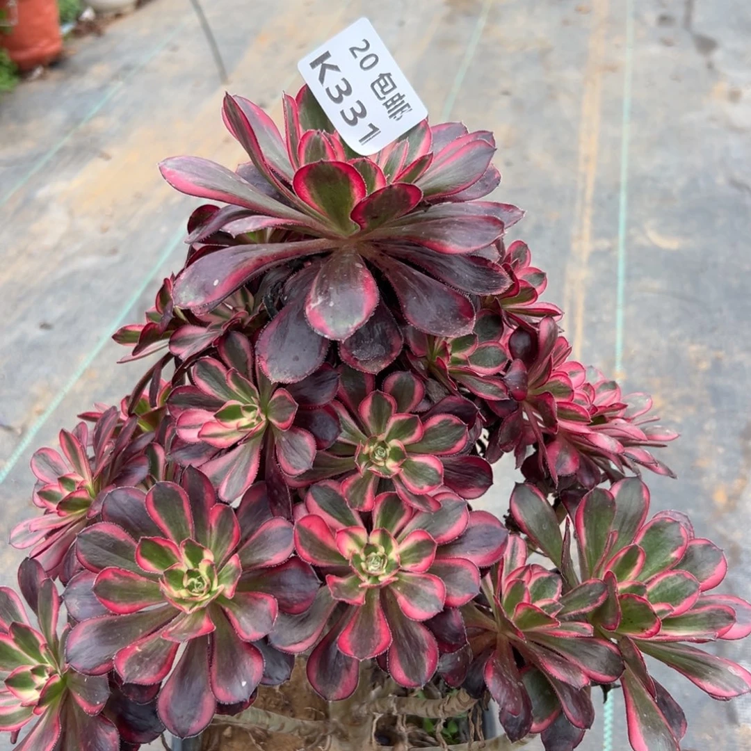 331香奶奶，多肉法师