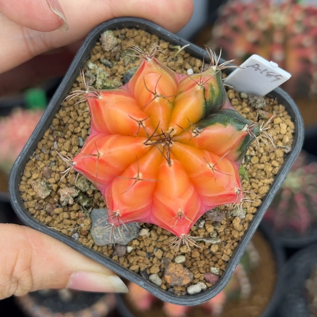 A189泰系米哈锦，带盆土发货