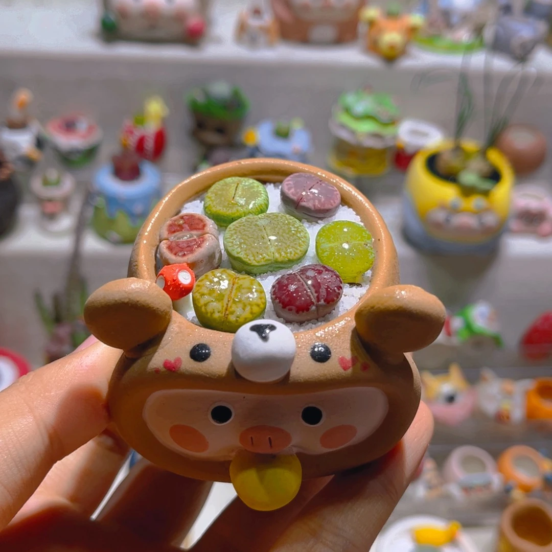 008高端多肉生石花拼盘带盆土一套38