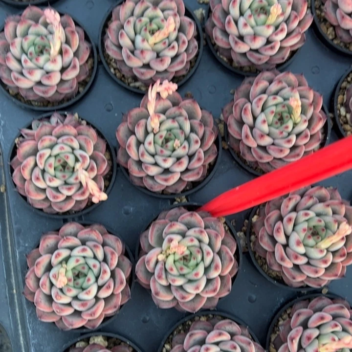 星光珍妮一颗量拍多肉满20包邮