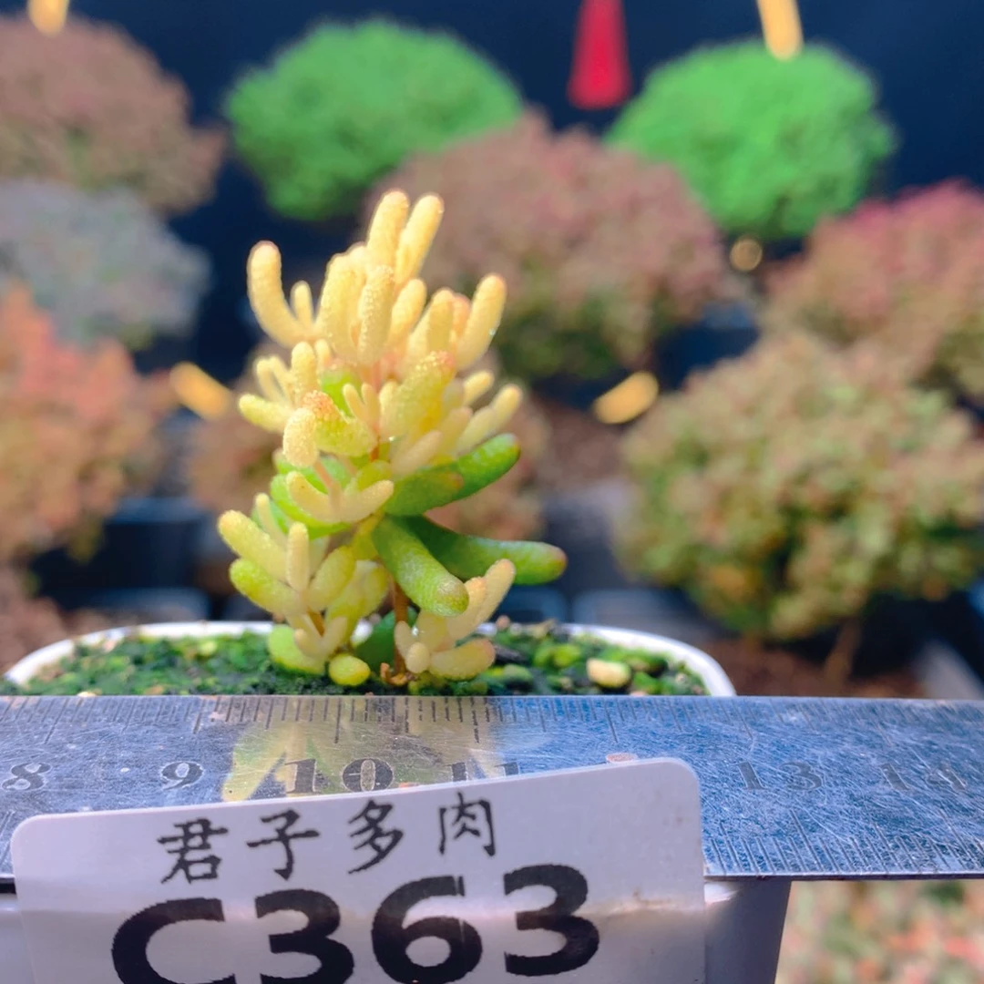 c363糖球粉锦枝干番杏