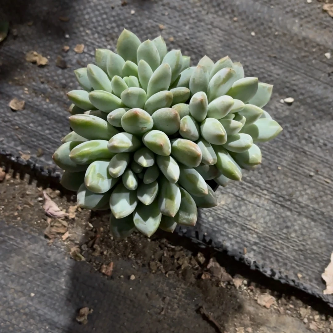 糖果12cm新疆包邮新疆包邮