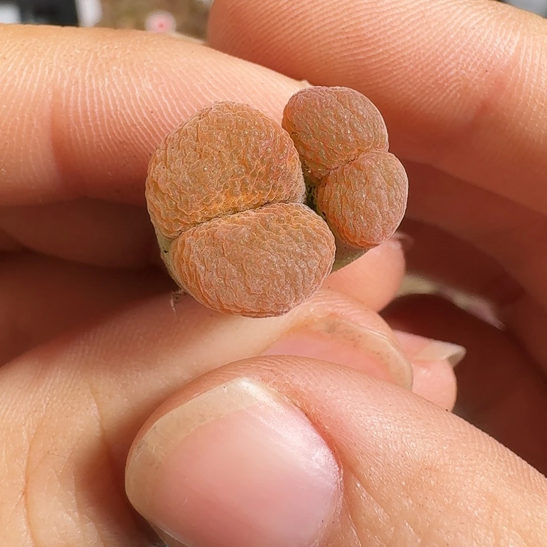 多肉植物福利风铃双头有干巴福利310