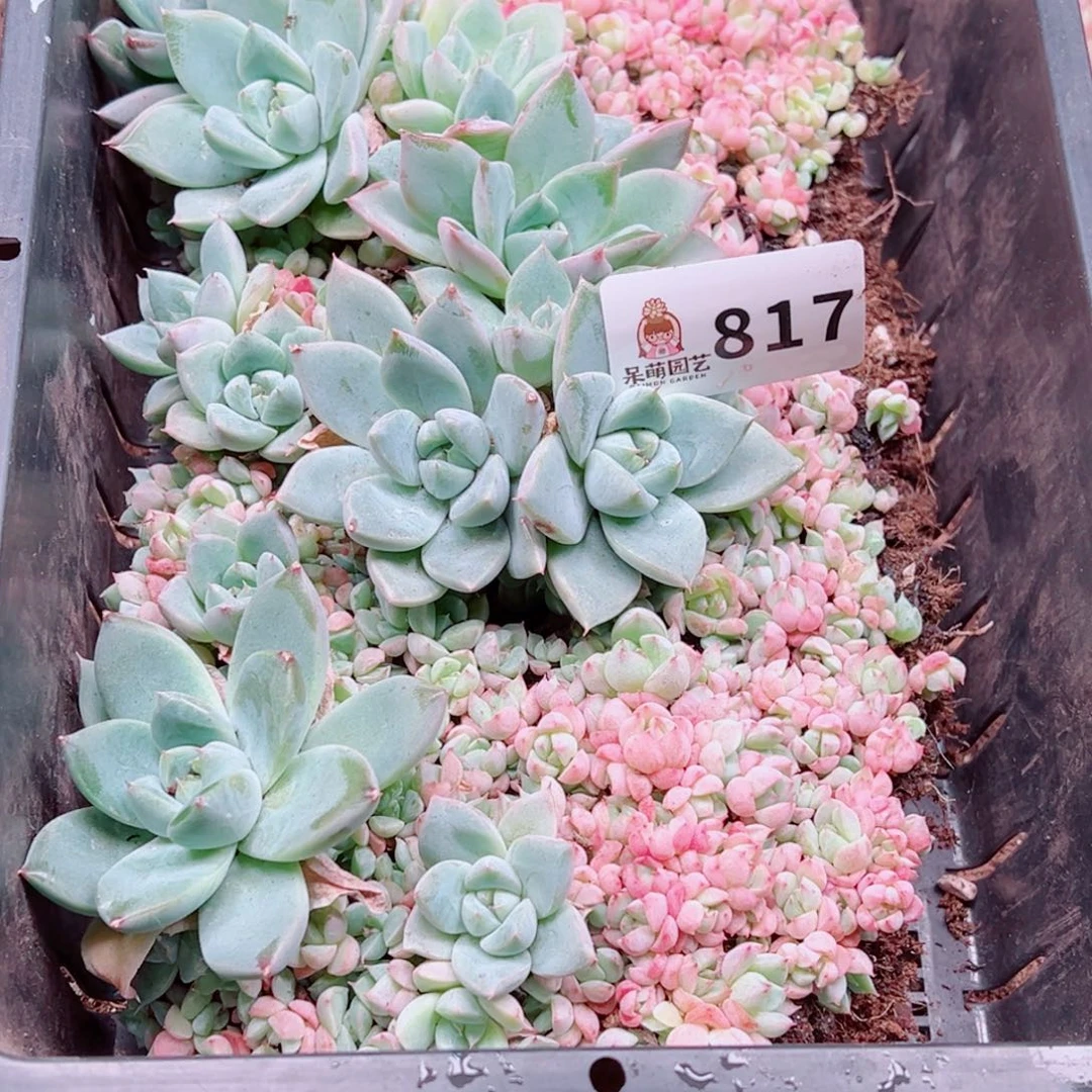 清***乐多肉植物多肉植物