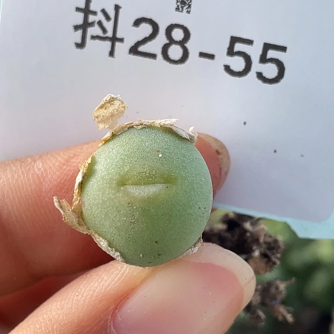 28-55毛钮扣多肉植物