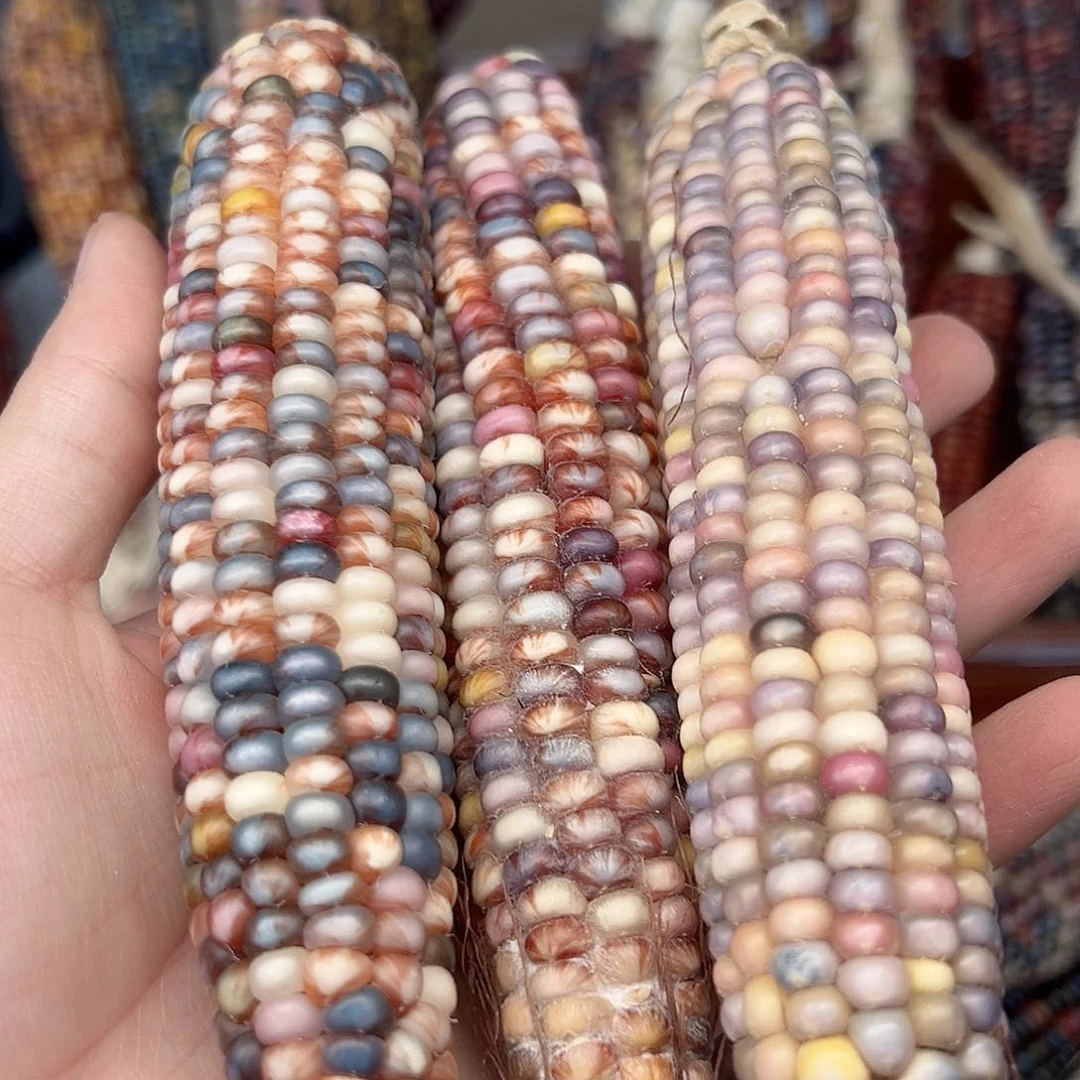 A****菲文玩玉米毛料精品