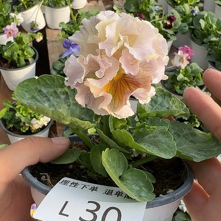 无花朵L030角堇小苗一物一拍苗晃