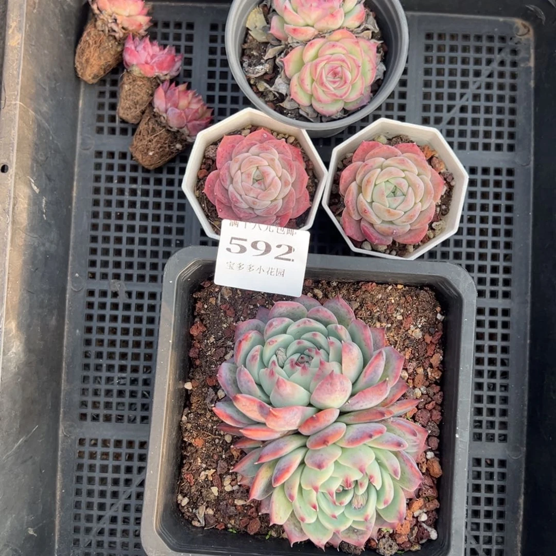 咖***纪592号筐一筐多肉量拍多肉满18元包邮下午发货