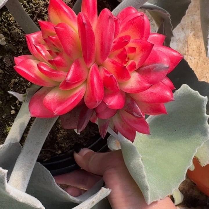 罗密欧锦一物一拍