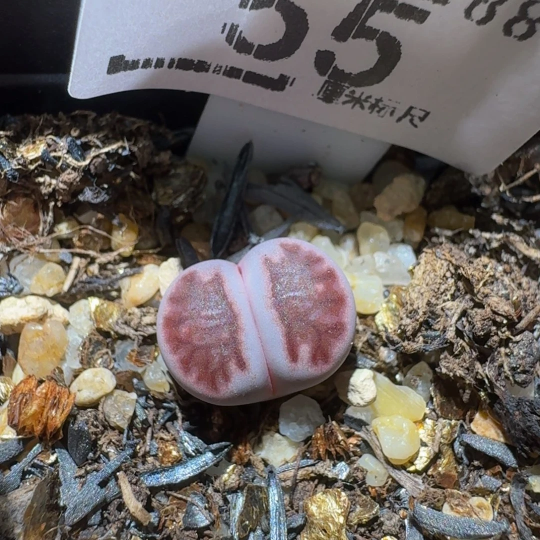 Ssss精品生石花55紫菊