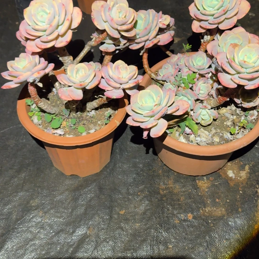 2号白月光群生多肉植物