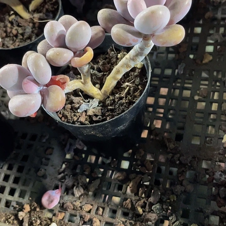 三头老桩桃蛋带盆土