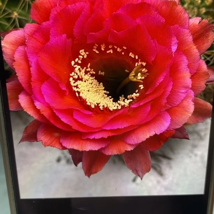 彩草82带根5公分左右