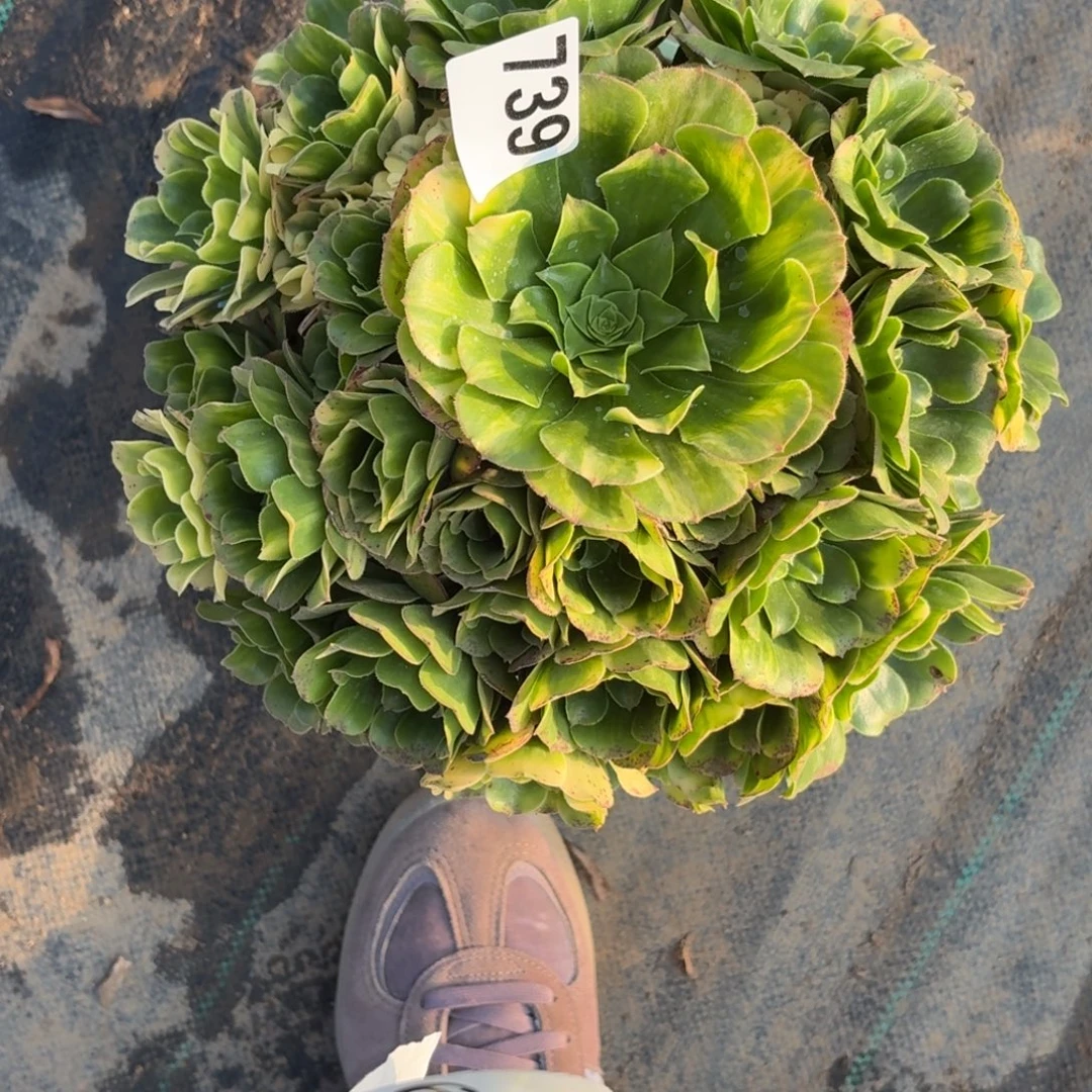 739五彩琉璃多肉植物