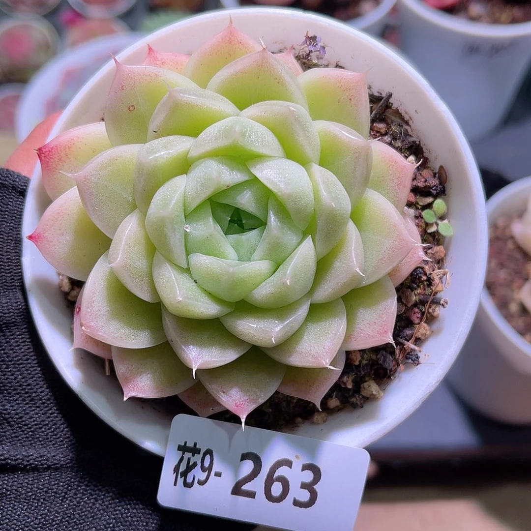 花09-263麦秆单头