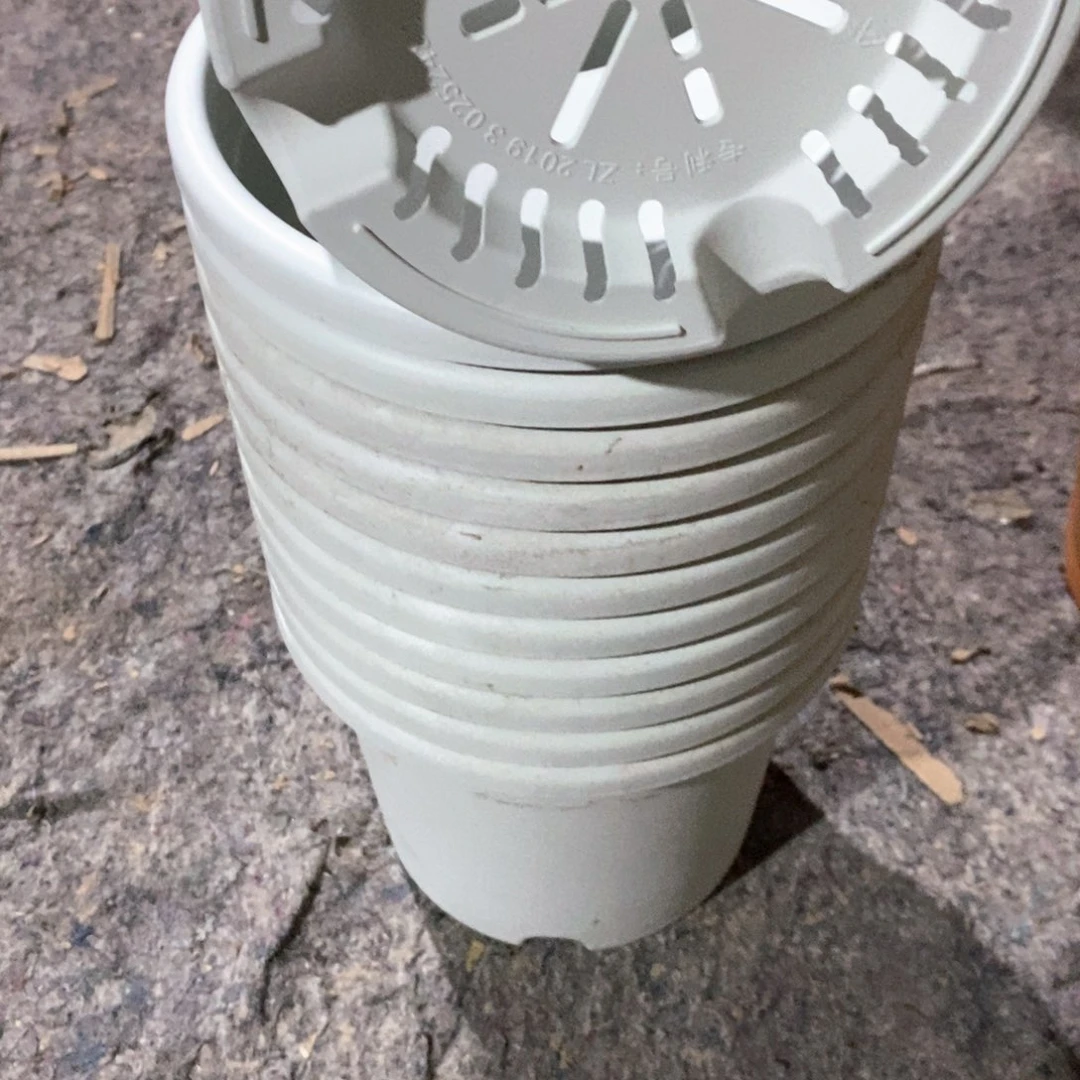 10个21口奶白落灰无托伊特（21×17.8）