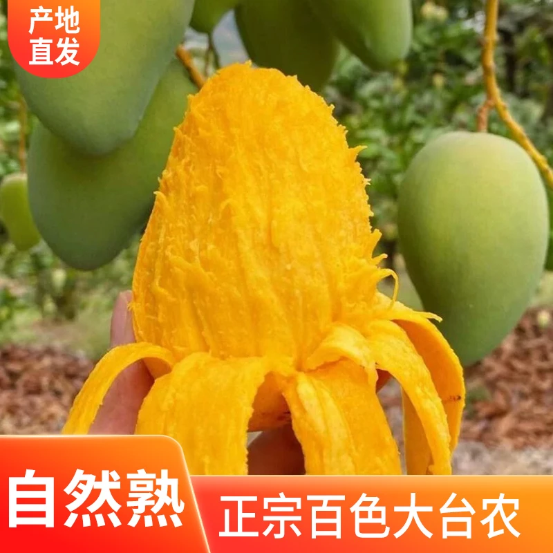 【很喜欢你专属】正宗广西百色大台农芒果应季新鲜薄皮肉厚大芒果
