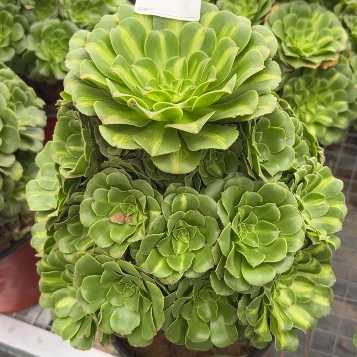 205翡翠琉璃22厘米左右