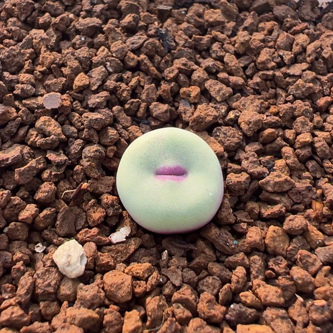 522多肉植物种类多样