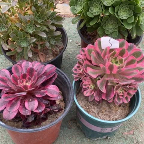多肉植物组合拼盘5