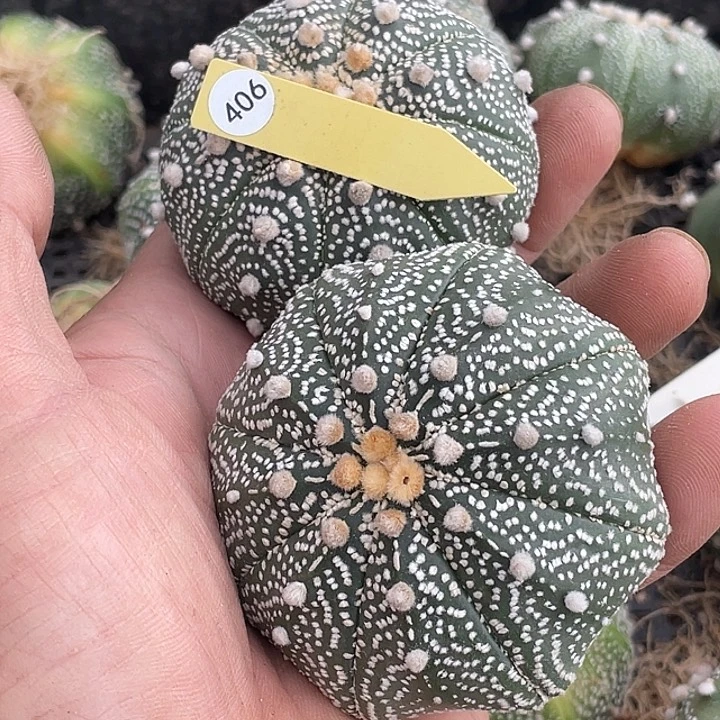 ****遇无花朵兜兜两个仙人球