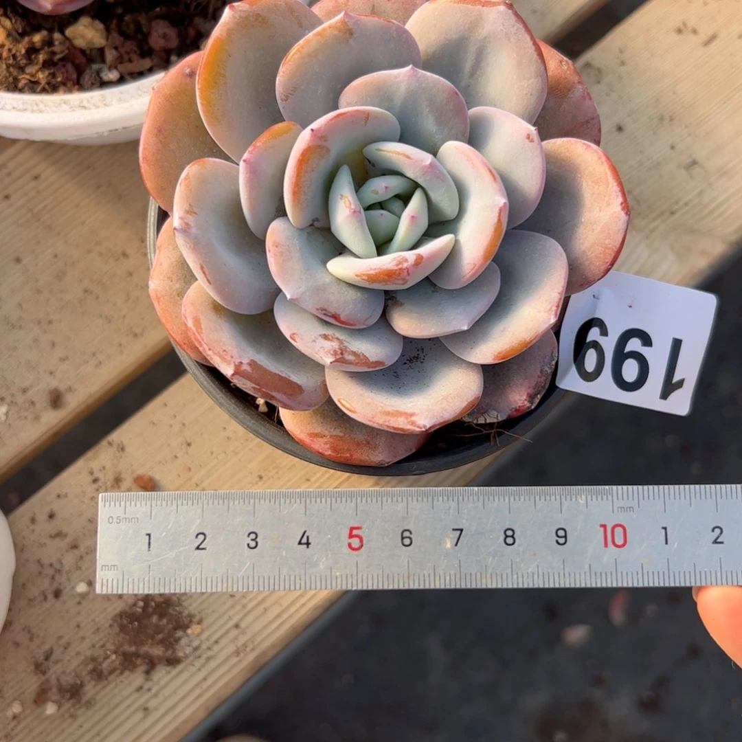 *****199 多肉植物组合盆栽