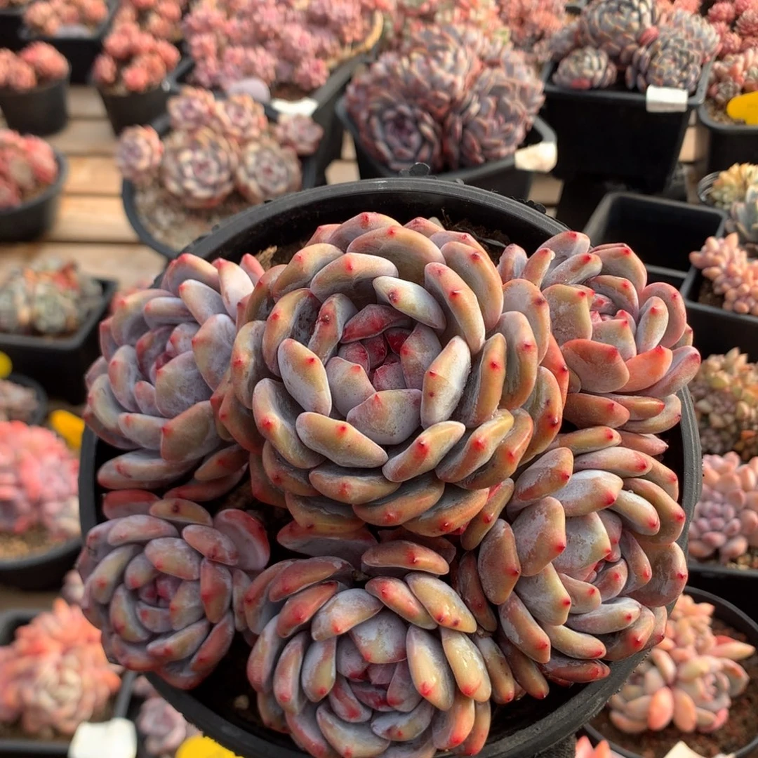 16.8厘米有砍六头紫皮包子脸石榴籽 5666