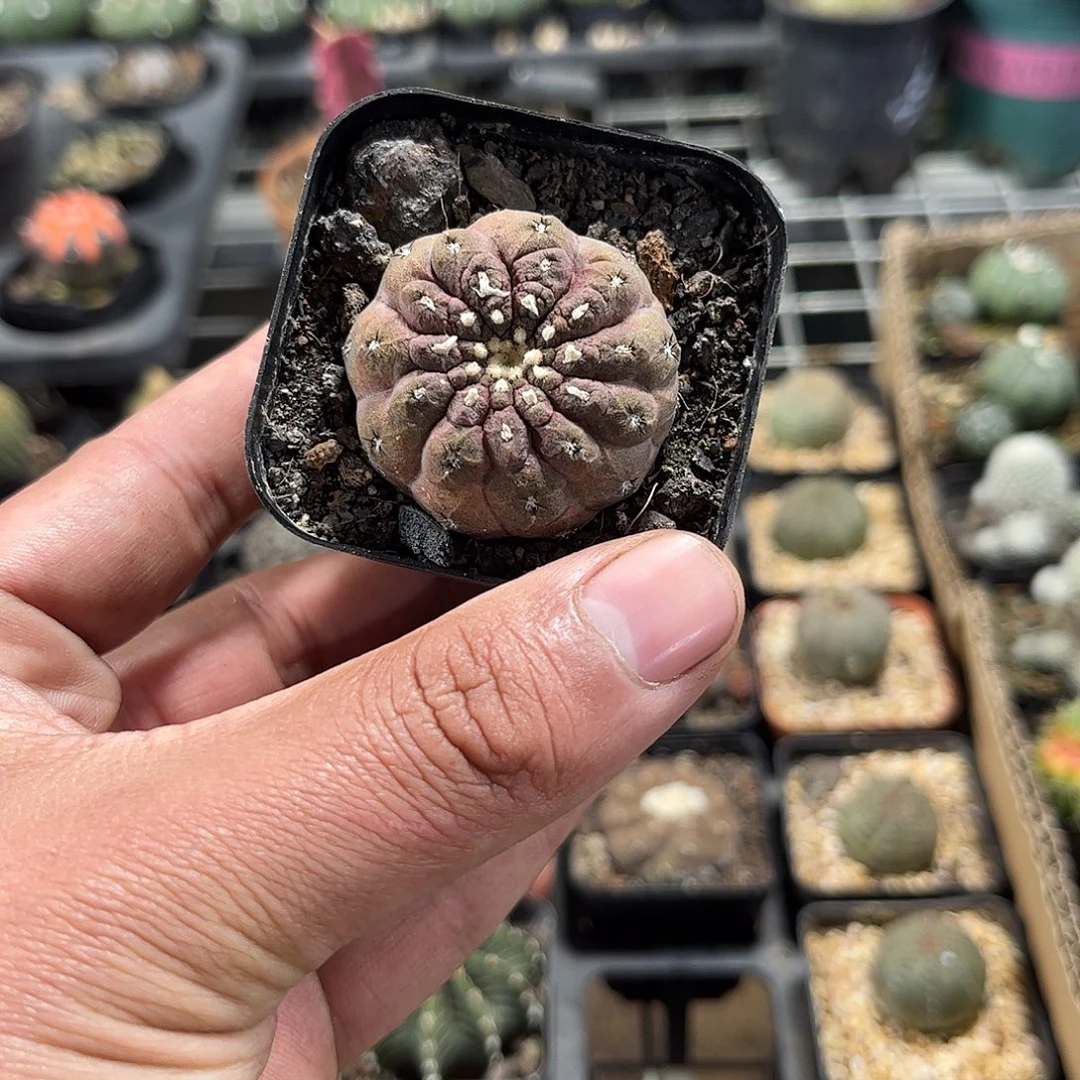 蜥蜴皮单头发货单头