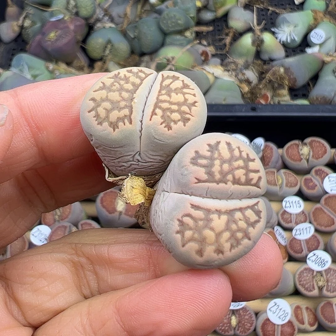 3133 生石花美菊福利炸