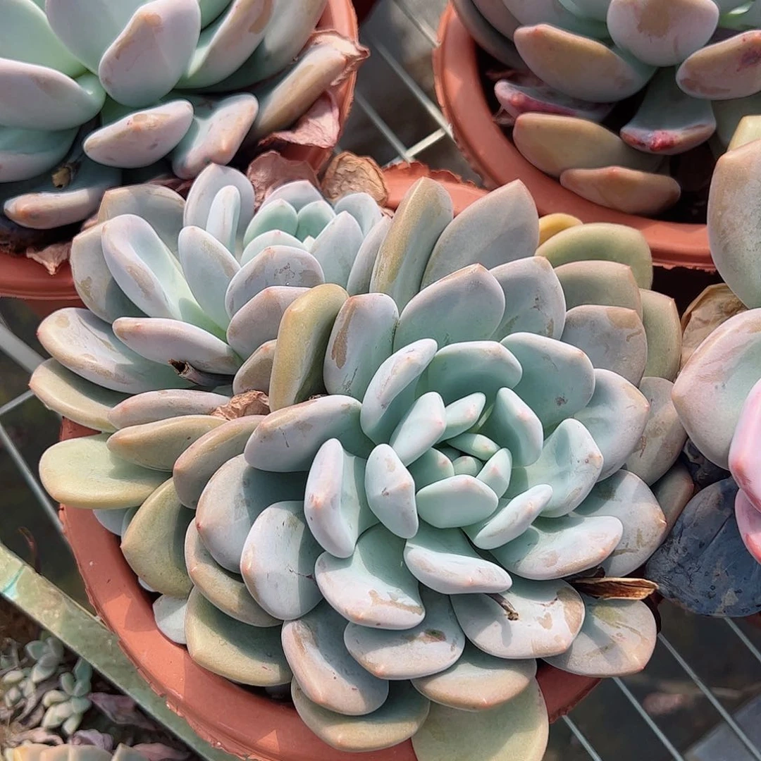 奥橙双头起发精控