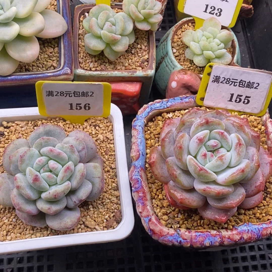 21562155石榴仔➕石化，多肉