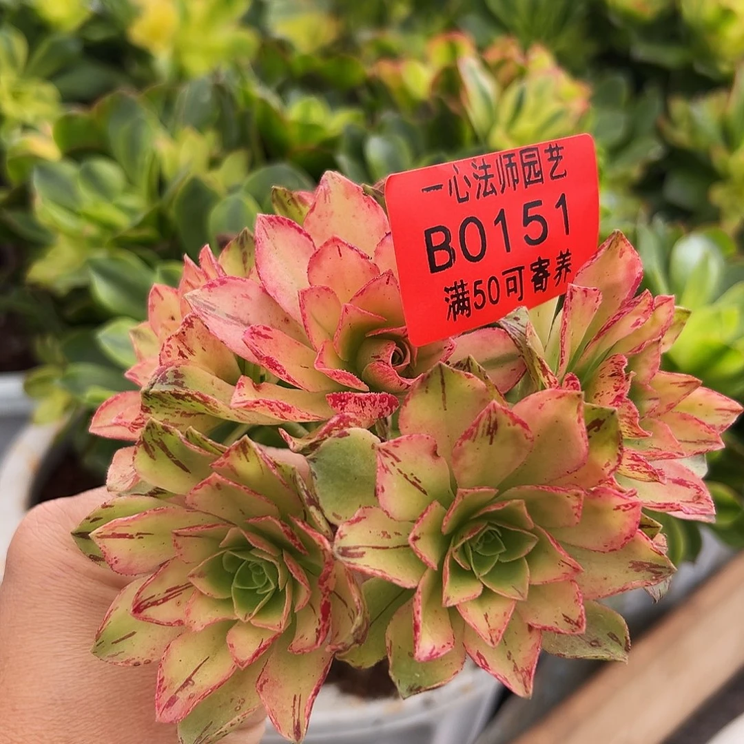荷花无根多肉植物0151