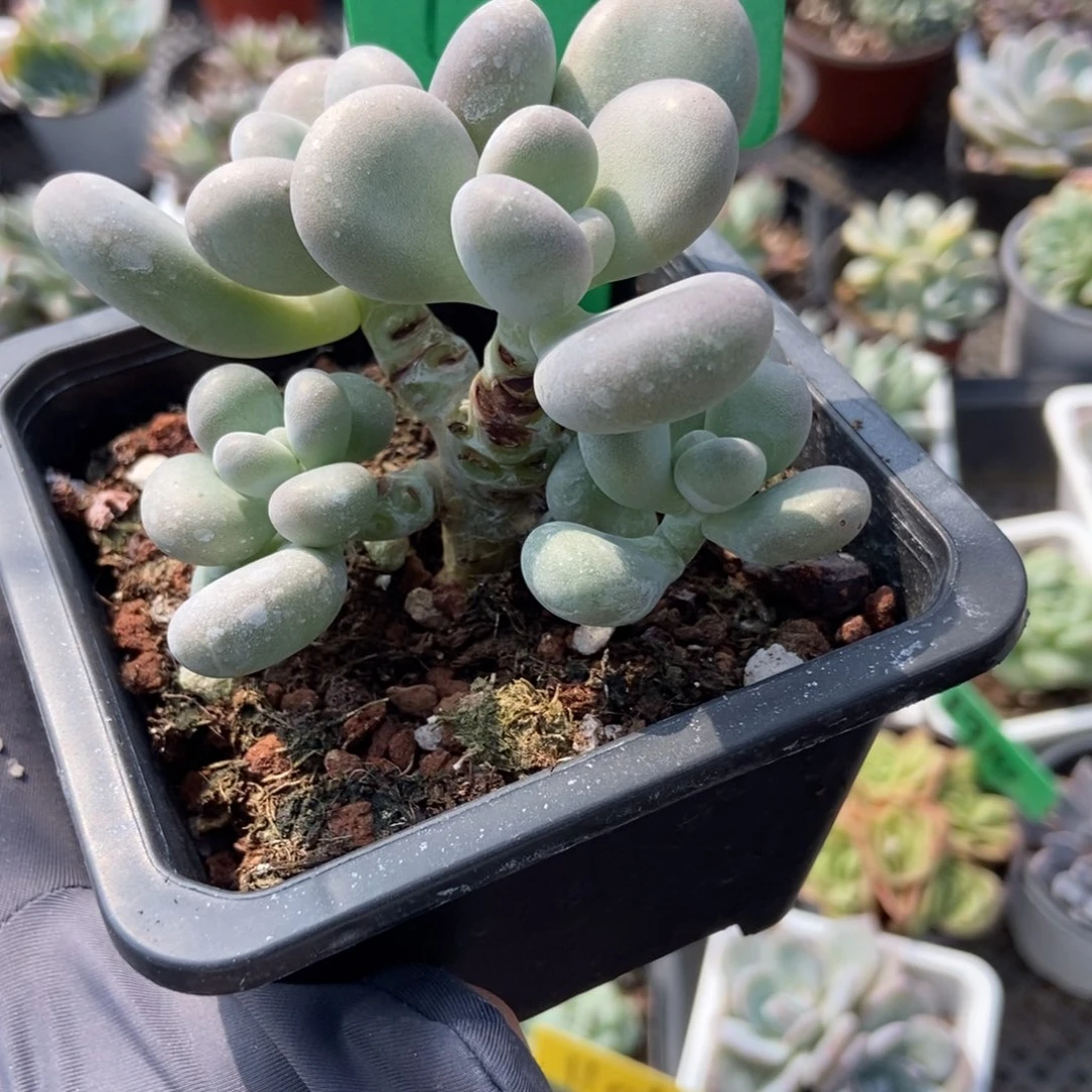 157大叶奶多肉植物