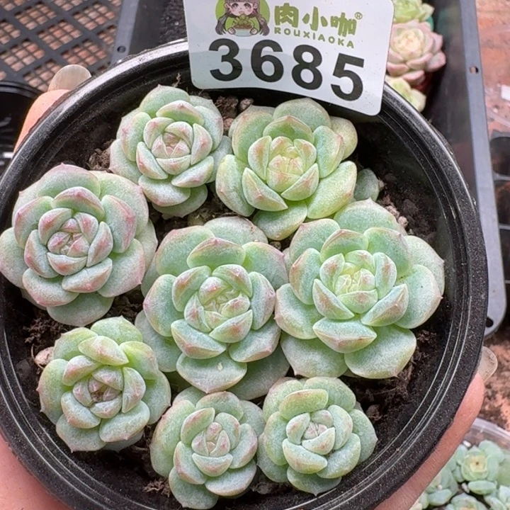 多肉植物多肉植物