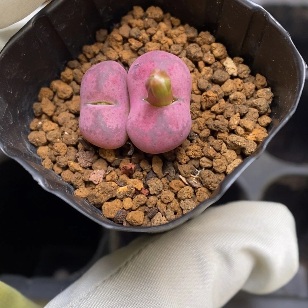 多肉植物肉锥杂交K-3612