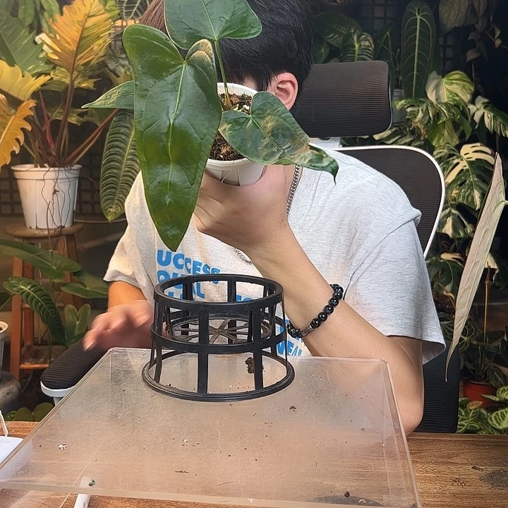 星***妈完全开放一物一拍Q119