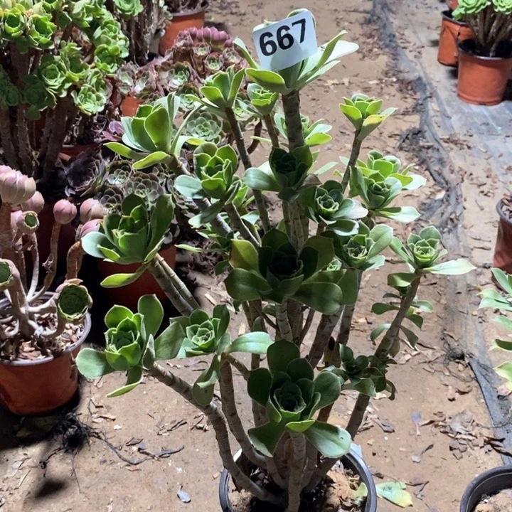 蒙****行法师植物一物一拍667