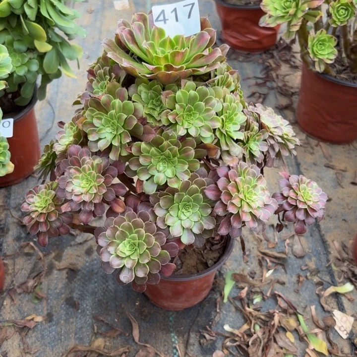 红铜壶中班锦多肉植物不包损417