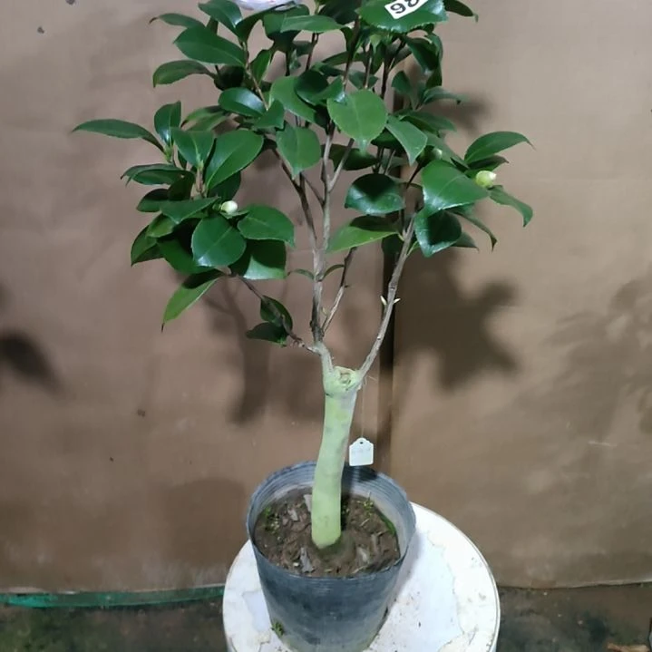 983乔伊，原盆原土发货，不包邮