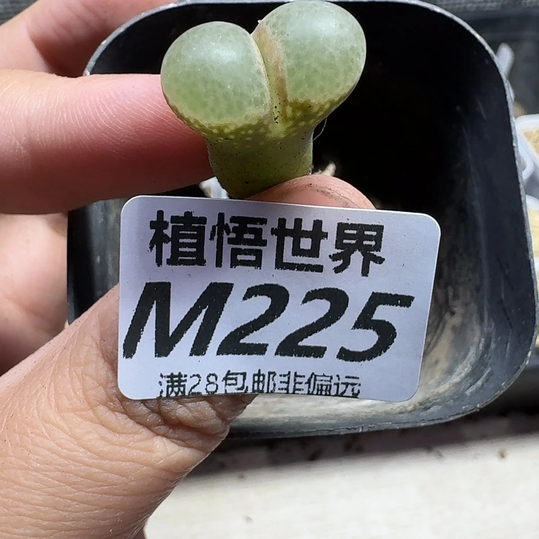 多肉植物的人生gbb