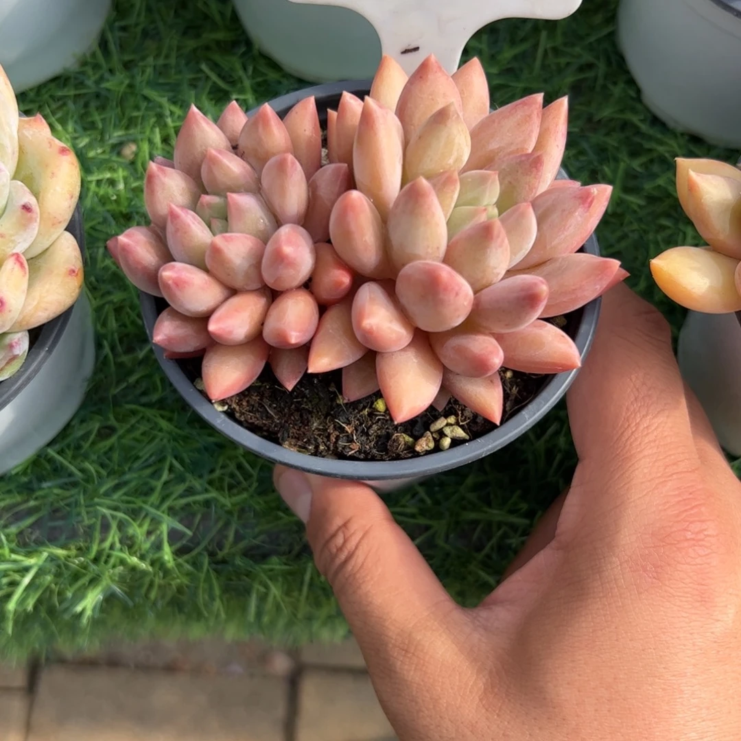 双头水晶球多肉植物