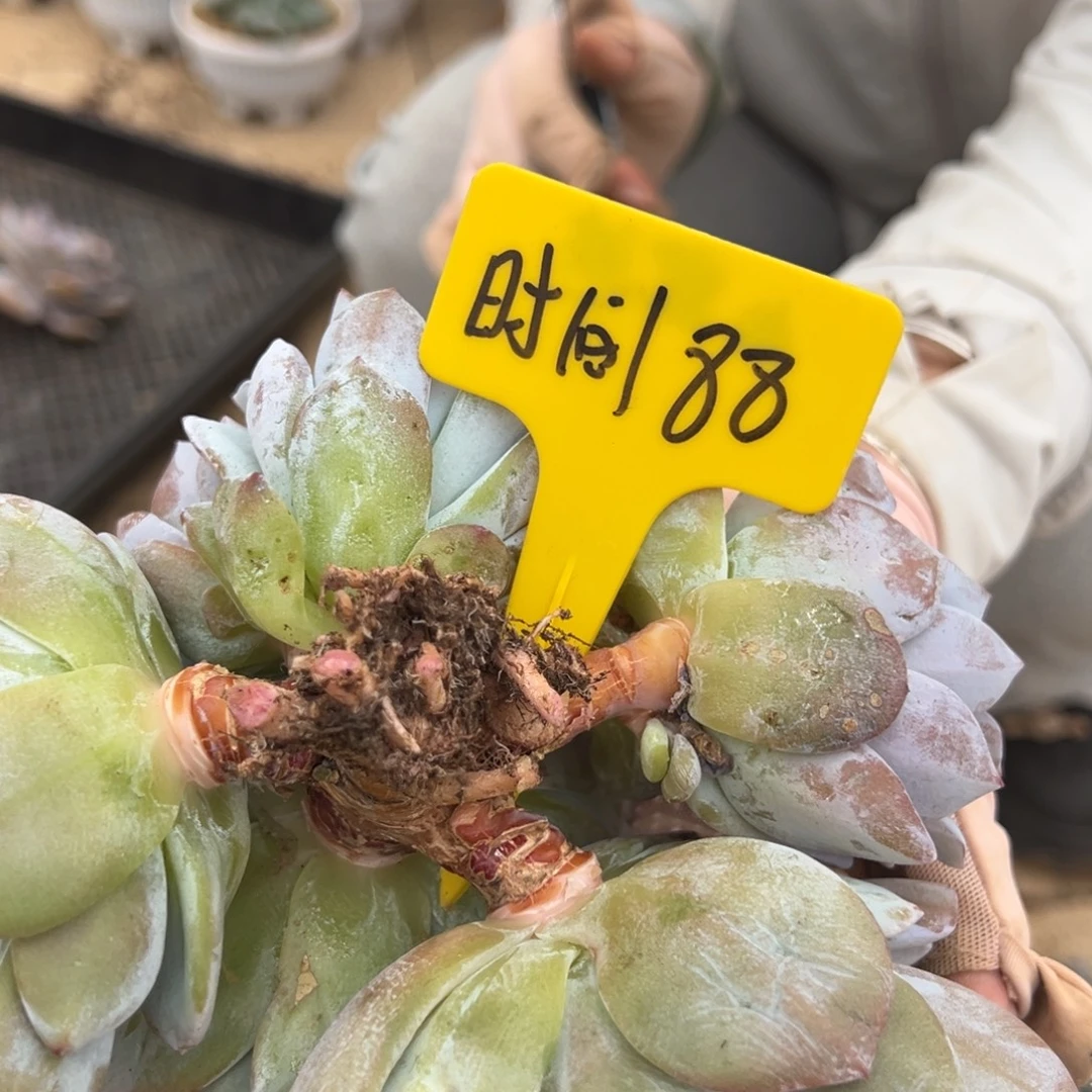 @***逝我在你心里什么都是对你好了