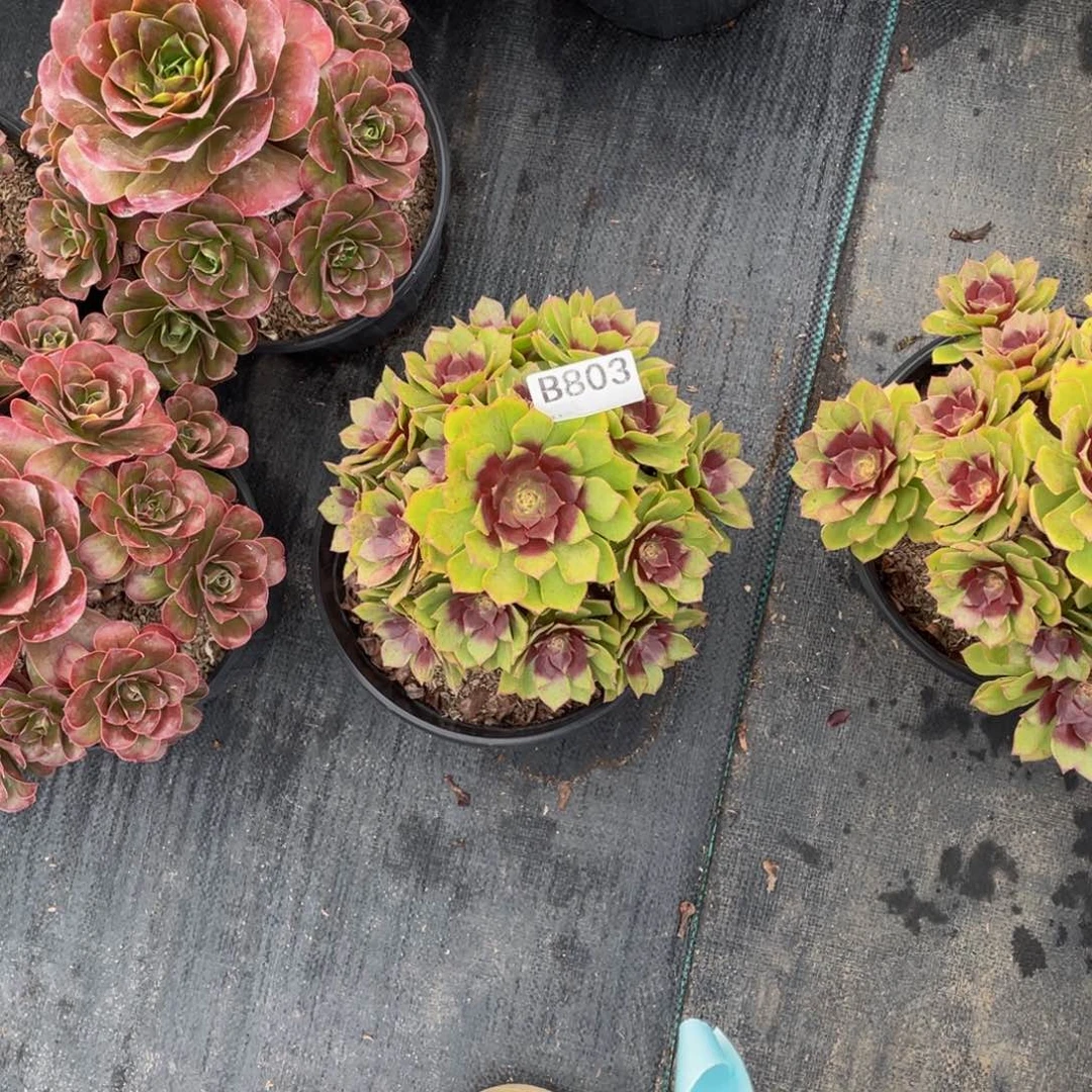 红魔多肉。      803